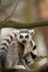 Obraz premium Ring Tailed Lemur