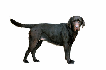 chocolate labrador standing