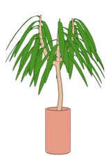 cartoon image of dracena tree