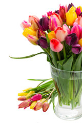 fresh tulips in vase close up