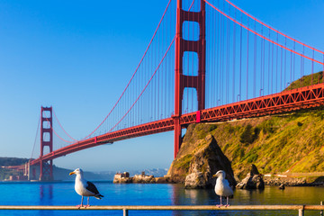Obraz premium San Francisco Golden Gate Bridge seagull California