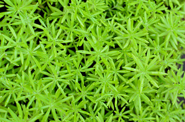 Green leaf of cactus