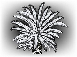 black and white single palm tree