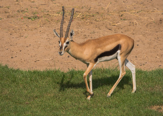 Young Thomson's gazelle