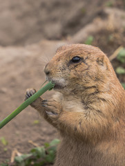 Prairie dog