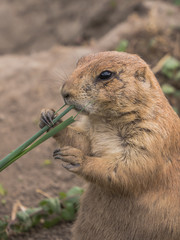 Prairie dog