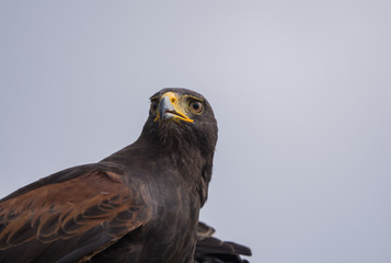 Harris hawk