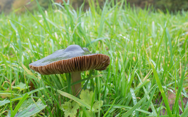 Pluteus cervinus or deer mushroom