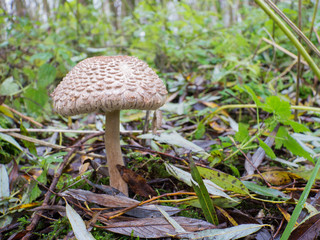 Shaggy parasol mushroom