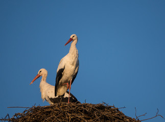 Two stork on a nest pole at sunset