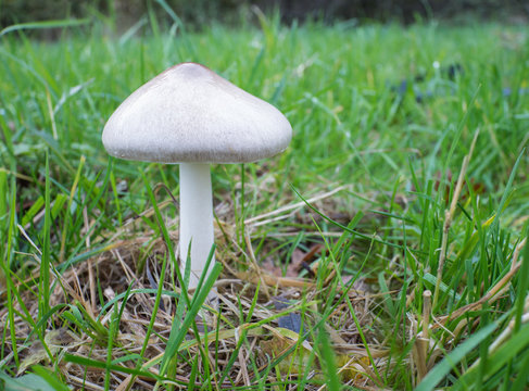 Volvariella gloiocephala or big sheath mushroom