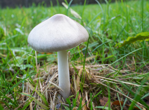 Volvariella gloiocephala or big sheath mushroom