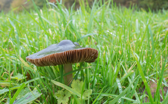 Pluteus cervinus or deer mushroom