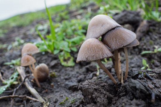 Mycena galericulata or common bonnet mushroom