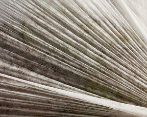 Fototapeta premium Fabric Texture