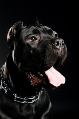 big dog italian cane corso