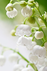 Delicate flowers on a branch of lily of the valley