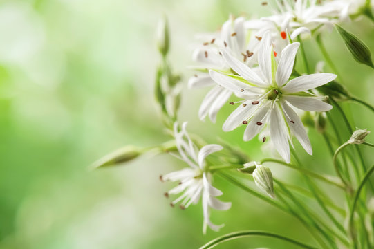 Delicate white flower field close-up