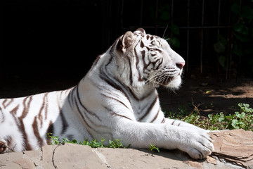 White Tiger