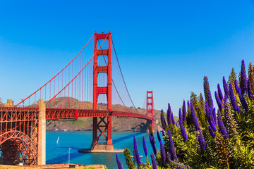 Golden Gate Bridge San Francisco purple flowers California - obrazy, fototapety, plakaty