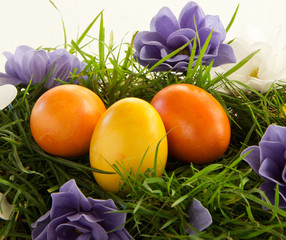 Easter colored eggs in the green grass.