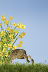 Osterhase mit Osterglocken