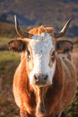 Corsican Cow at Col de San Colombano