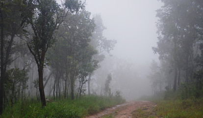 Obraz na płótnie Canvas Forest and Mist