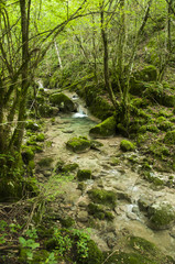 Verde natura