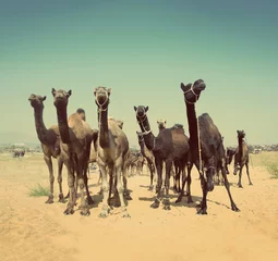 Papier Peint photo Chameau camels during festival in India -  vintage retro style
