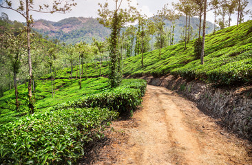 Fototapeta na wymiar Plantacja herbaty w Indiach
