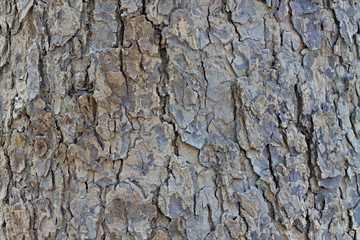 Hardwood texture