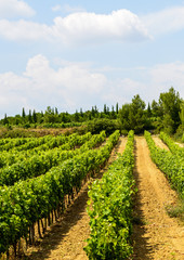 Fototapeta na wymiar Vineyards in Languedoc-Roussillon