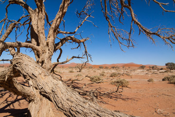dead desert tree