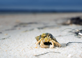 Long-wristed hermit crab on the sandy beach of Florida, USA