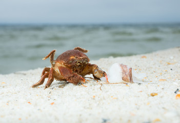 Dromia personata (hairy crab or hibernate) on a sandy blyazhe in