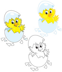 Hatched Chick