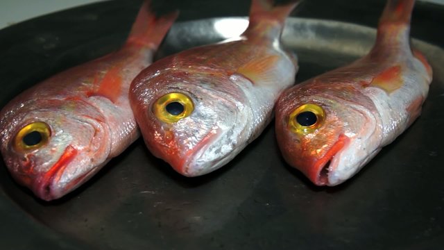 red snapper fishes