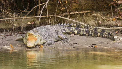 Acrylic prints Crocodile Saltwater crocodile