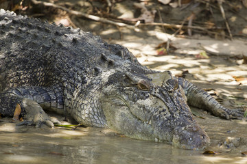 Crocodile