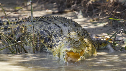 Large Saltwater crocodile.