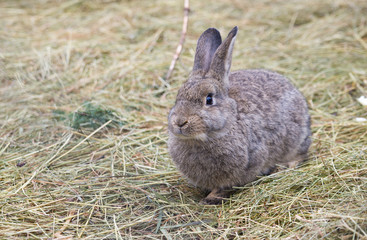 Gray european rabbit