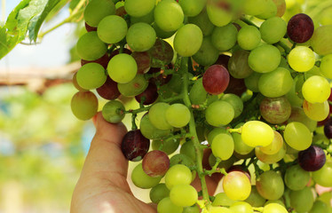 fresh grapes in the vineyard
