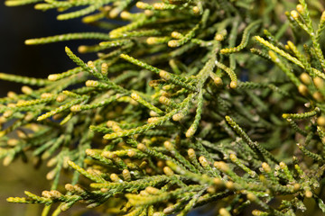 coniferous tree branch in nature. macro