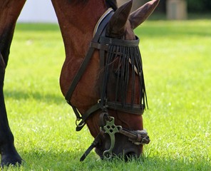 Cheval