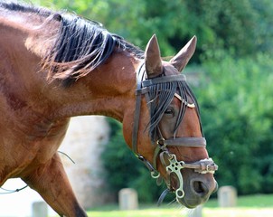 Cheval © foxytoul