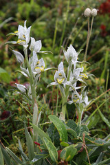 Orchidée Porcelaine