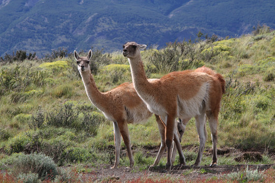 Deux guanacos du parc Torres Del Paine