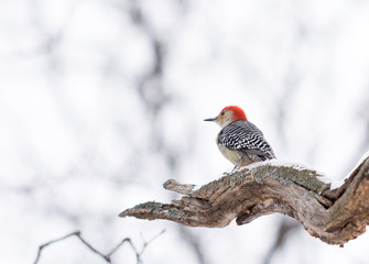 Red-bellied Woodpecker