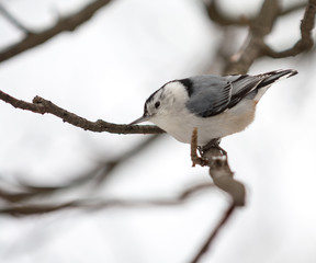 White-breasted Nuthatch